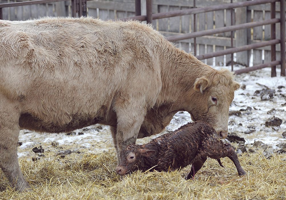 Not all cows need help giving birth, but when it’s required, the proper equipment is vital.  |  File photo