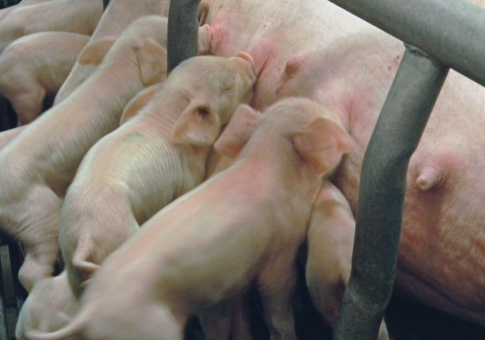 Even if the disease can be eliminated, close contact with the United States, where the virus is endemic, means the industry will have to be vigilant.  |  File photo