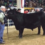 Bill Wilson, owner of the Wilson Cattle Co. in Cloverdale, Indiana, stands with his grand champion Angus bull at the National Western Stock Show. | Barbara Duckworth photo