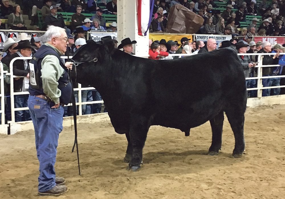 Bill Wilson, owner of the Wilson Cattle Co. in Cloverdale, Indiana, stands with his grand champion Angus bull at the National Western Stock Show.  |  Barbara Duckworth photo