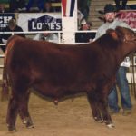 Shane Kaufmann of Ceylon, Sask., and his bull calf, SVR Continental 112E, made it to the championship at the National Western Stock Show. The young bull was named reserve spring bull calf champion in a large and competitive show with entries from Canada and the United States. | Barbara Duckworth photo