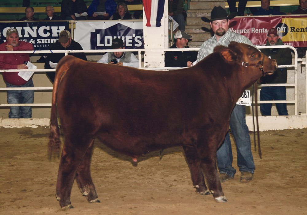Shane Kaufmann of Ceylon, Sask., and his bull calf, SVR Continental 112E, made it to the championship at the National Western Stock Show. The young bull was named reserve spring bull calf champion in a large and competitive show with entries from Canada and the United States.  |  Barbara Duckworth photo
