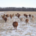 Many parts of the Prairies haven’t seen a lot of snow this year. | Jeannette Greaves photo