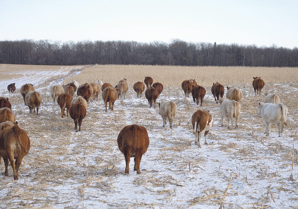 Many parts of the Prairies haven’t seen a lot of snow this year.  |  Jeannette Greaves photo