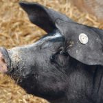 Deerpark Pedigree Pigs has seen a 300 percent increase in its frozen semen sales over the past two years. | Chris McCullough photo