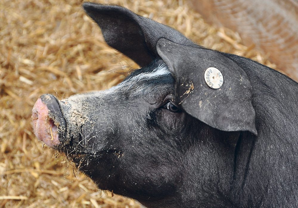 Deerpark Pedigree Pigs has seen a 300 percent increase in its frozen semen sales over the past two years.  |  Chris McCullough photo