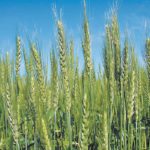All wheat markets continue to be weighed down by over-production, with carryout up 36 percent in recent years. | File photo