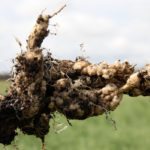 Clubroot has grown exponentially since it was first discovered in 2003 near Edmonton. Last year alone, it spread to six counties in Alberta, reappeared in Saskatchewan and remains in Manitoba.
| File photo