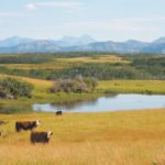 Proposed regulations within the province's Water Sustainability Act are meant to clarify livestock water use and development on crown range and private land. In addition, the proposal allows for livestock watering use on leased reserve lands, treaty land or title lands where the First Nation consents to the grazing activity on those lands. | File photo
