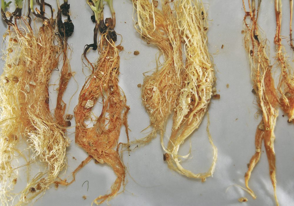 Agriculture Canada says it will replace its annual root rot surveys in pulses with an increased focus on research.  |  File photo