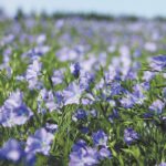 Flax acres have been cut in half from about two million acres in the late 1990s to one million acres last year. Fewer acres mean fewer levy dollars to fund the organization. | File photo