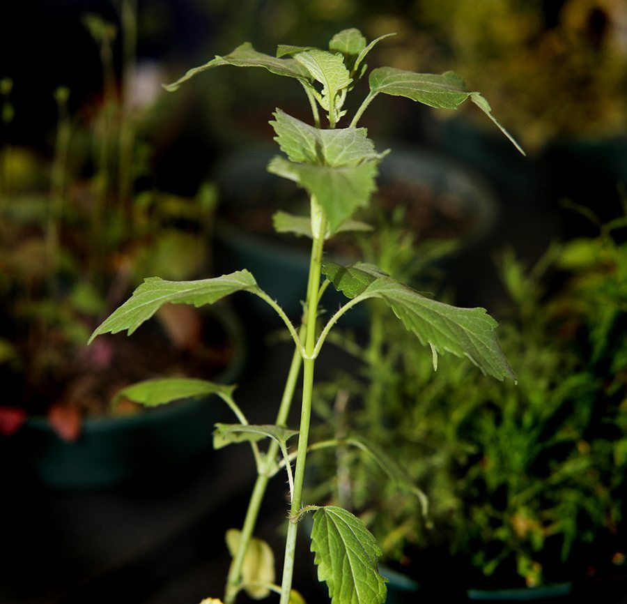 Giant ragweed with resistance to glyphosate is fairly common in southern Ontario. | File photo