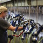 NAFTA doesn't currenlty deal with Canadian dairy but the US has said it should.Workers at Shamrock Dairy Farms, Farm One near Pheonix, Arizona milk about 10,000 conventional cows daily. The business also operates an organic dairy barn operation nearby, on Farm One. | Michael Raine photo