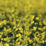 Canola is being eyed in the United States as pollinator habitat. | File photo