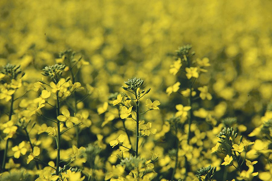 Canola is being eyed in the United States as pollinator habitat.  | File photo