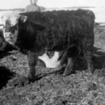 Marilyn Hathaway (now Blomquist) stands among the cows. | Hathaway family photos