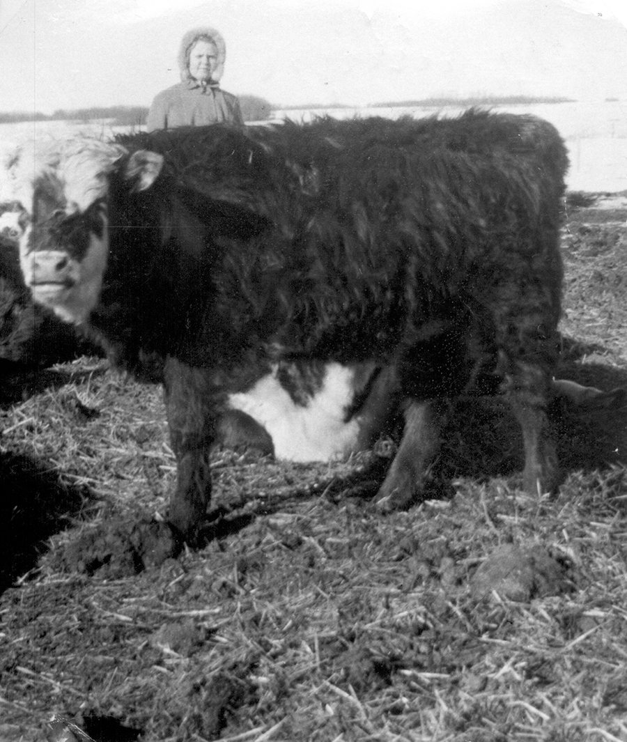 Marilyn Hathaway (now Blomquist) stands among the cows.   |  Hathaway family photos