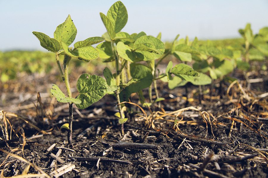 In a decade soybeans have gone from a tiny acreage novelty in Manitoba to the province’s second largest crop.  |  File photO