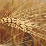 Canadian producers seeded 5.21 million acres of durum last year and harvested a 4.96 million tonne crop. | File photo