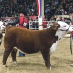 Jason Hoffman of Thedford, Nebraska, stands with his reserve grand champion Hereford bull at the National Western Stock Show. | Barbara Duckworth photo