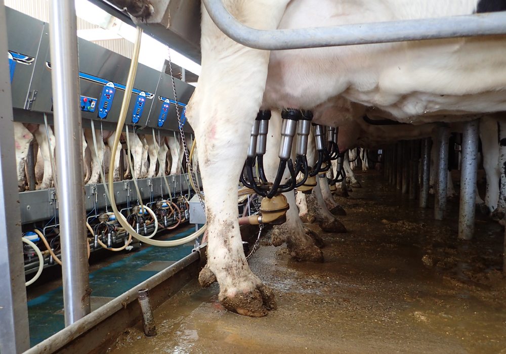An agricultural economist at Laval University says he is troubled by the stagnation in supply management because he thinks there are obvious ways to improve the system. | File photo