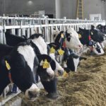 The writer argues that the American dairy industry loses its chance to improve access to Canada’s market if the North American Free Trade Agreement re-negotiation ends in failure. | File photo