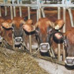 Jersey cows line up at the feed bunk at Creek Edge Farms at Elora, Ont. | Barbara Duckworth photo