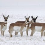 Pronghorn are of special concern because they are a sensitive species that face considerable stress when trying to cross highways. | File photo