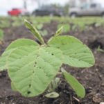 A study found that it’s important to seed soybeans into warm soil to avoid cold shock and improve plant vigour and yield. | File photo