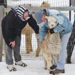 Deryl and Bernie Ring check out a sick baby alpaca on their farm near Saskatoon. The constipated animal was soon feeling better after some treatment. | Sean Pratt photo