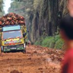 A ban on palm oil biodiesel is being proposed in Europe over concerns that palm plantations cause deforestation. Above, a man assists trucks that carry palm oil fruit on a damaged road in Indonesia in January. | Antara Foto/Budi Candra Setya/ Reuters photo
