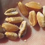 Fusarium gramarium’s larger threat to the grade and quality of crops like durum is the DON, rather than the damaged kernels. | Michael Raine photo