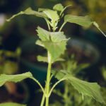If tests come back postive, giant ragweed will be the second weed in Manitoba, after kochia, to be resistant to glyphosate. | File photo