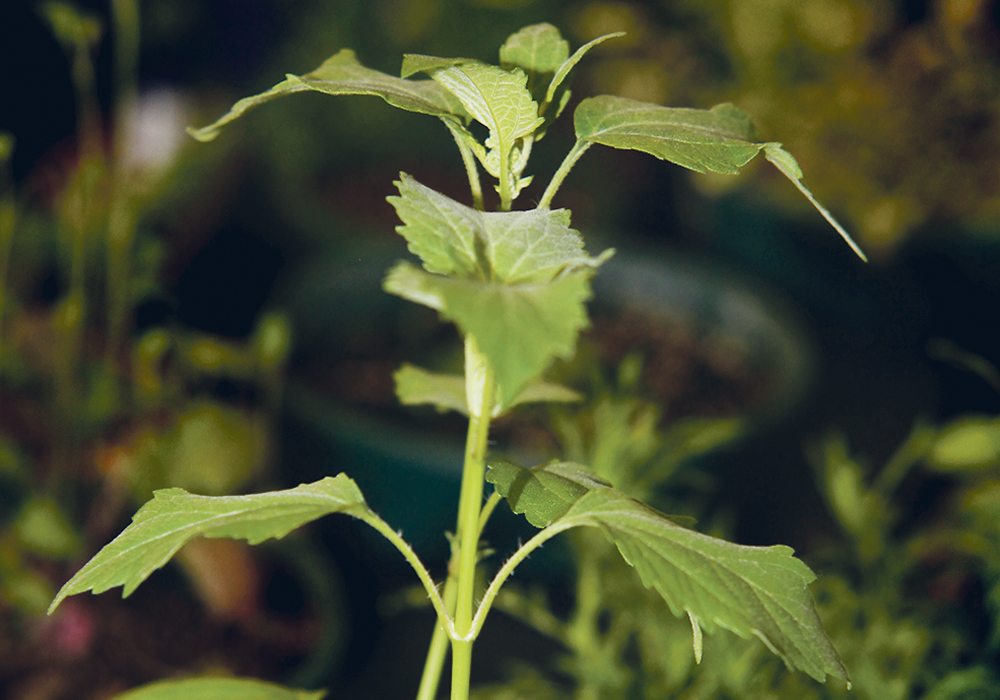 If tests come back postive, giant ragweed will be the second weed in Manitoba, after kochia, to be resistant to glyphosate.  | File photo