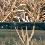 In trials that the New South Wales primary industries department conducted at the Wagga Wagga Agricultural Institute, some varieties of canola showed signs of pod shatter, top, while Ethiopian mustard pods remained intact, below. The crops were seeded at the same time last year and experienced a tough season with extreme frosts and a dry winter. | Bernadette York photos