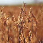 Monsanto’s troubles with its Roundup Ready 2 Extend variety is said to be opening the door to its rivals in the soybean variety business. | File photo