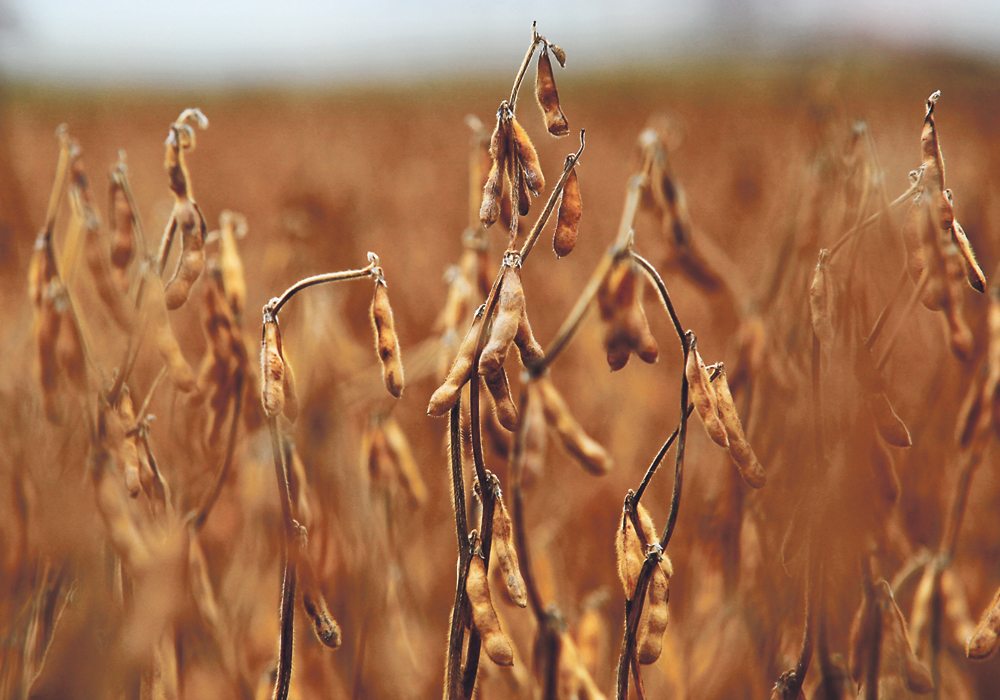 Monsanto’s troubles with its Roundup Ready 2 Extend variety is said to be opening the door to its rivals in the soybean variety business.  |  File photo