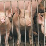 Despite clearing away a moratorium on hog barns and making it easier to invest in Manitoba businesses, few hog barn applications have come before the provincial government.
| File photo