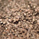 AGT’s share price has taken a similar path as lentil prices in the last few years. | File photo