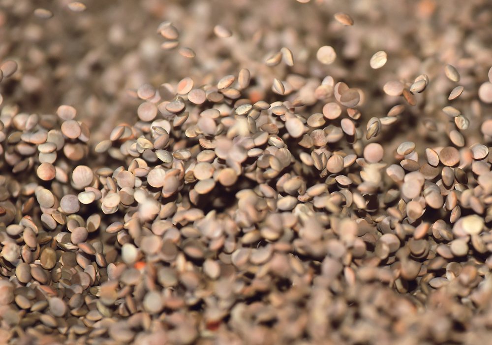 AGT’s share price has taken a similar path as lentil prices in the last few years.  |  File photo