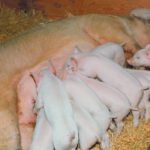 A veterinarian says the demand for reduced antibiotic use in pork is not a fad, but premiums for producing such a product will shrink as more producers adopt the system.  |  File photo