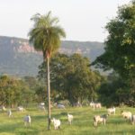 Total meat exports from Brazil are worth some $14 billion annually,
according to government data. Live cattle exports had grown to be worth
more than $1.5 billion, the ministry said in its statement, without
giving a time frame for that figure. | File photo