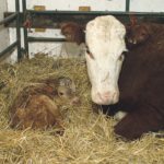 Working with newborn calves is a good time to look after necessary management procedures. | File photo