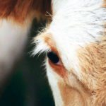 Studies have found that vaccinated cows get pregnant a week faster than unvaccinated ones. | File photo