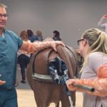 Veterinarian Gordon Krebs of the Didsbury Veterinary Clinic demonstrates how to use a calf puller when a cow is having difficulty delivering. | Barbara Duckworth photo