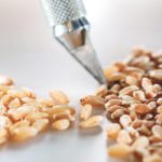 Wheat varieties designated CWRS and CPS were examined to make sure they met quality parameters of their class, specifically in gluten strength. | File photo