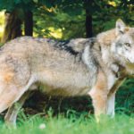 A recent sighting is the first time a wolf has been seen in Belgium in more than 100 years and put farmers on alert. | Supplied photo