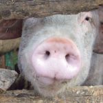 The study wants to determine whether boar meat tastes better or worse than regular pork from castrated pigs. | Chris McCullough photo