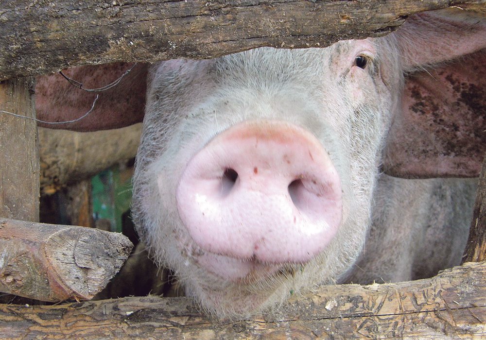 The study wants to determine whether boar meat tastes better or worse than regular pork from castrated pigs.  |  Chris McCullough photo