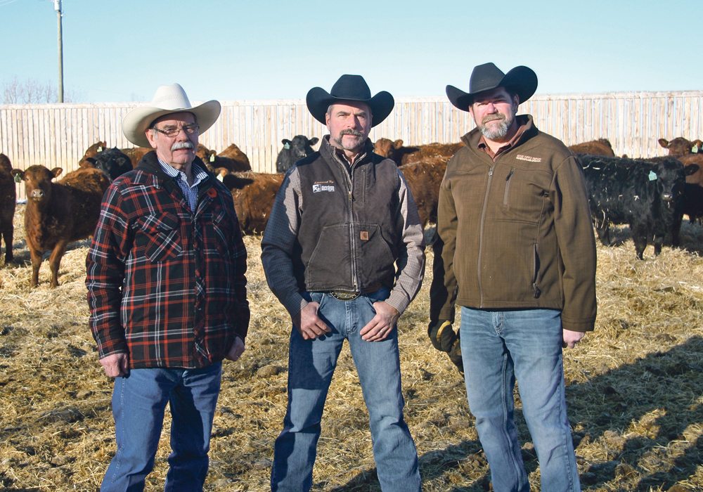 Merle Morton, Darcy Olesky and Blake Morton are partners at Shiloh Cattle Company, which won the purebred Red Angus of the year award last year. Located between Drumheller and Hanna, the ranch is more than 100 years old.  |  Barbara Duckworth photo